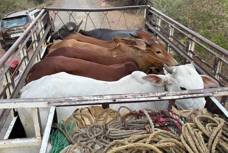 पशु तस्करों पर गंडई पुलिस का शिकंजा, 7 आरोपी गिरफ्तार; 10 मवेशी और दो पिकअप वाहन जप्त